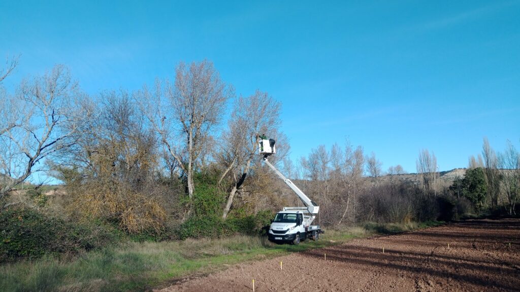 Poda en altura de chopos con cesta elevadora sobre camión