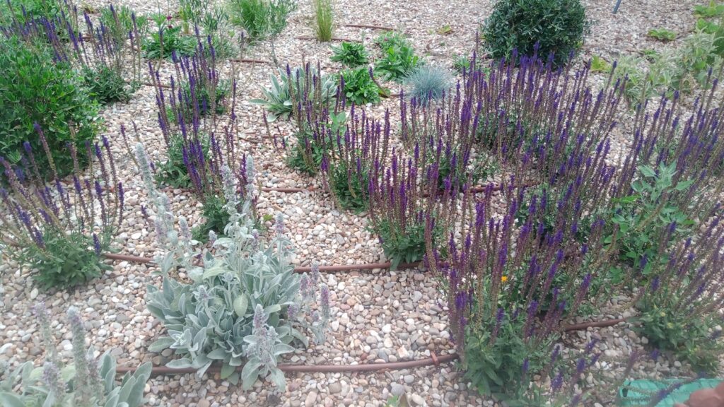 flores naturobra lavanda