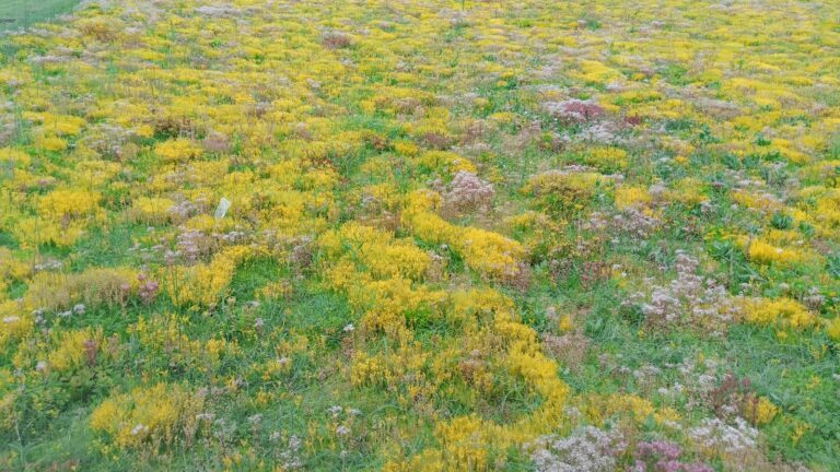Paisaje naturobra