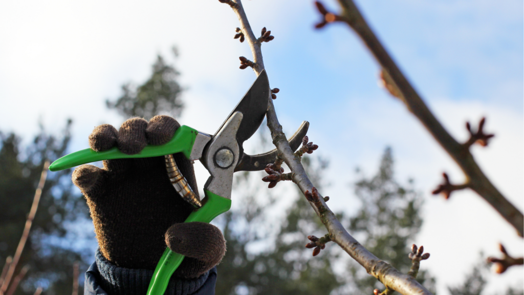 empresa de poda de árboles