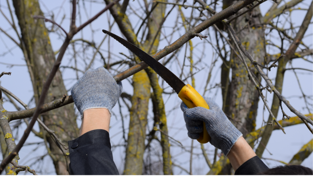 cuándo podar árboles