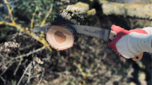 Cuándo podar árboles