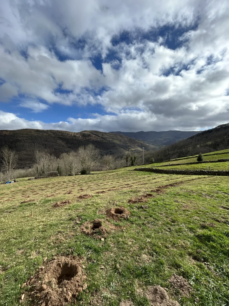 Ahoyado para repoblación forestal en ladera