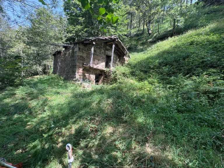 Finca de monte antes del desbroce