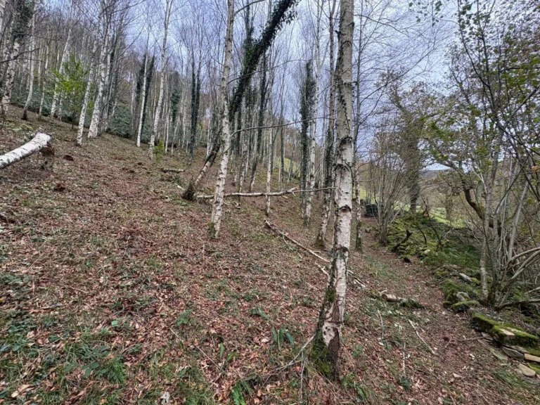Bosque de abedules tras el desbroce