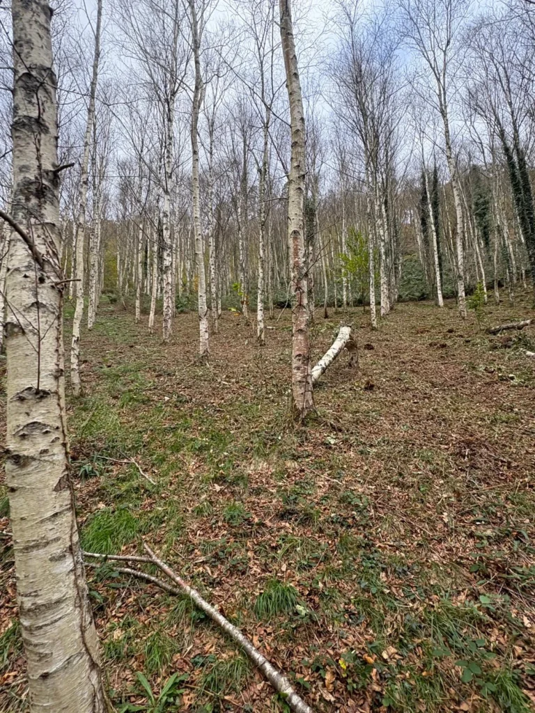 Ladera de finca desbrozada junto a construcción tradicional